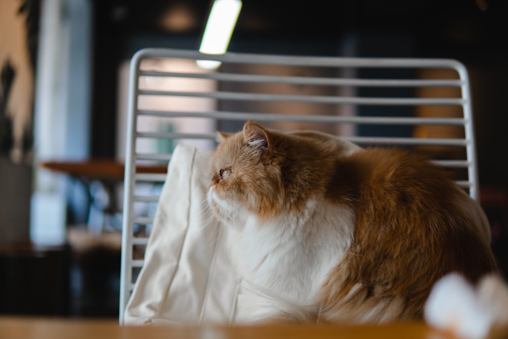 cat sitting on chair