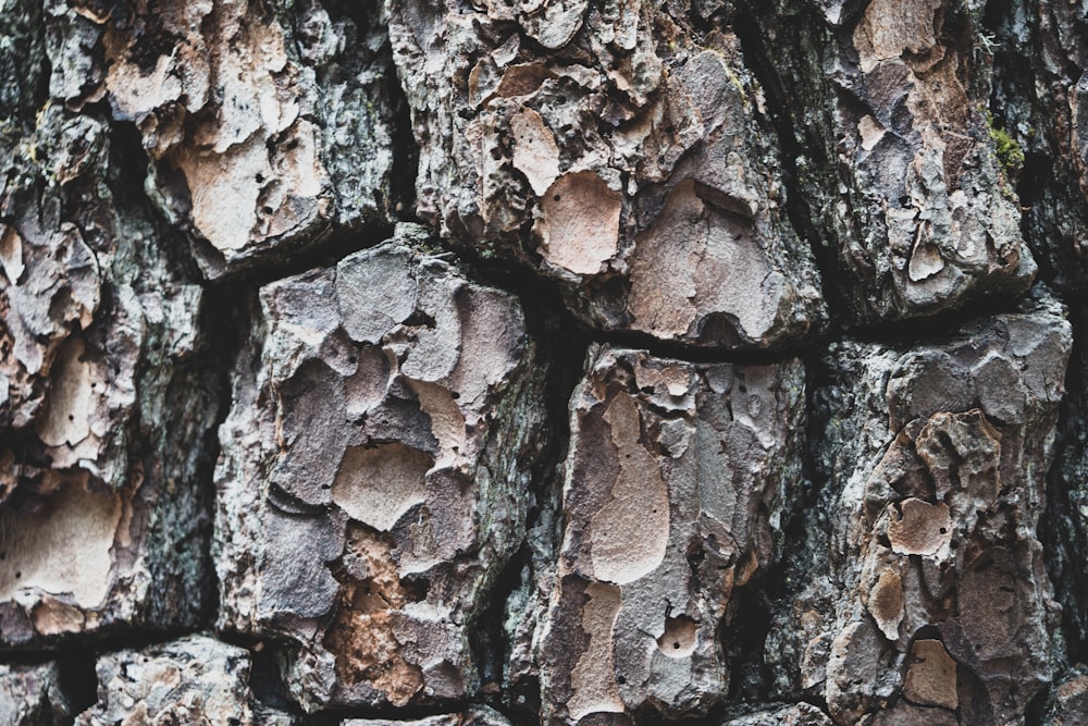 gray tree lug