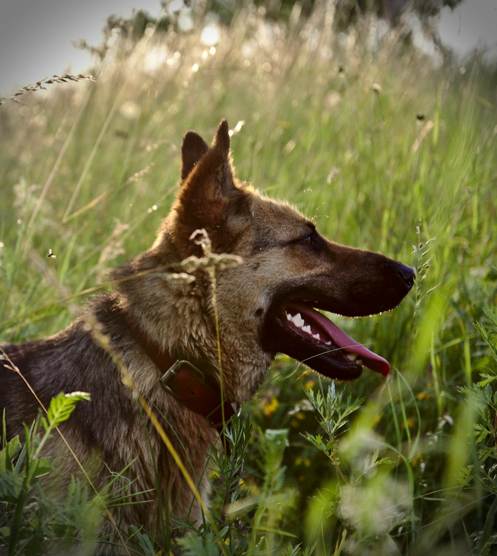 ロングコートの茶色の犬の浅い焦点の写真
