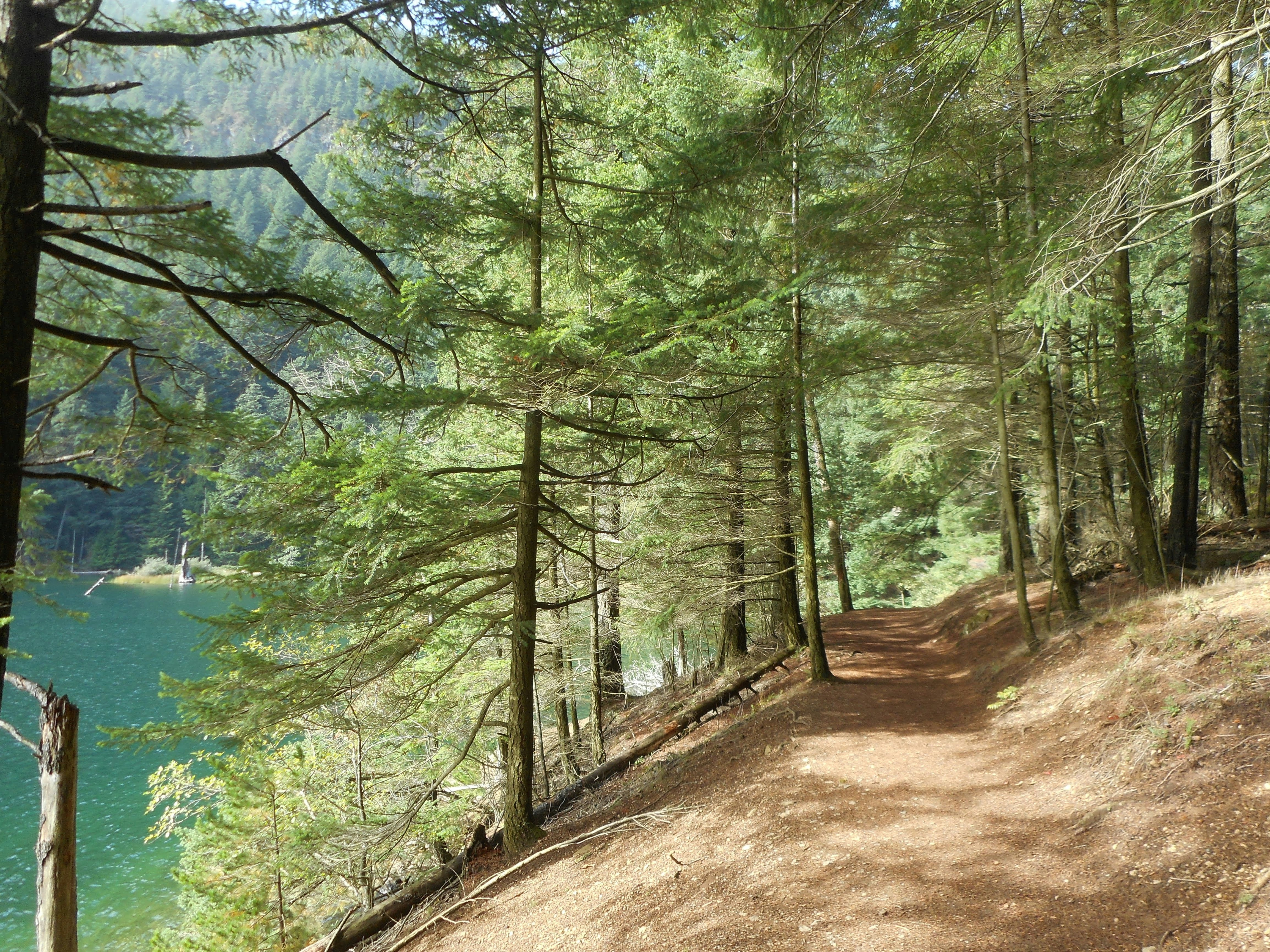 trees and dirt road beside body of water during day