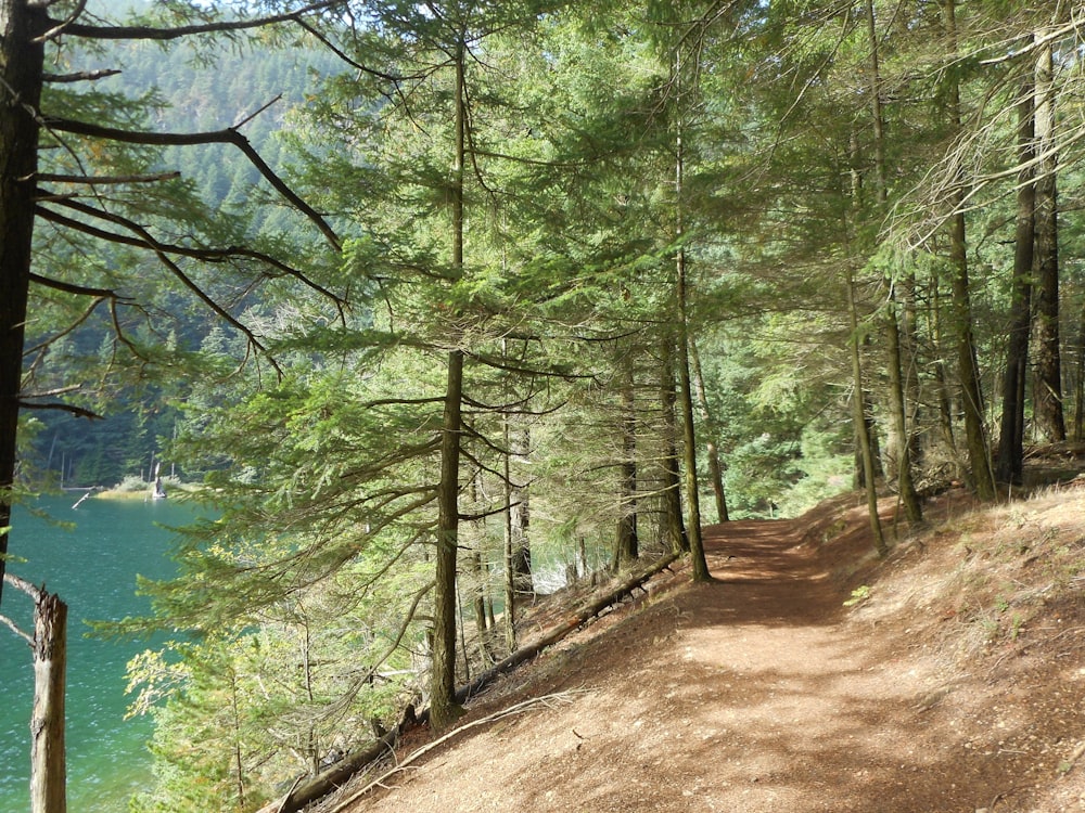 trees and dirt road beside body of water during day