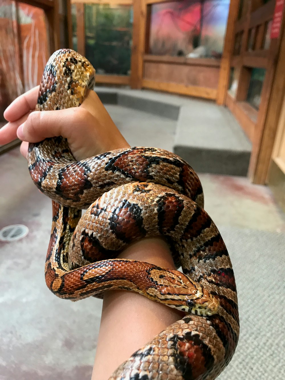 person holding brown and black snake