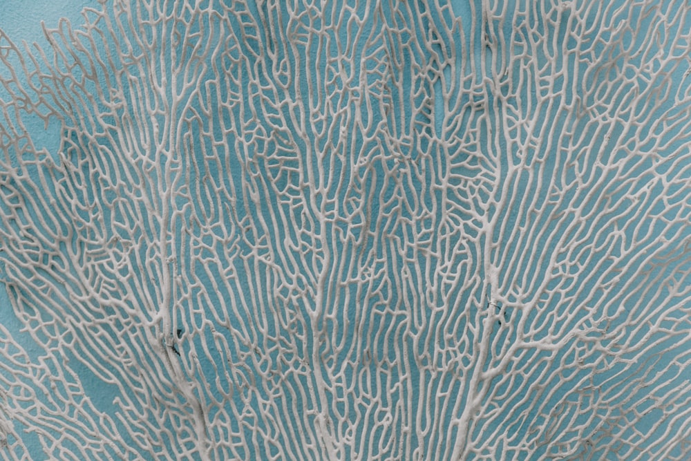 a close up of a white coral on a blue background