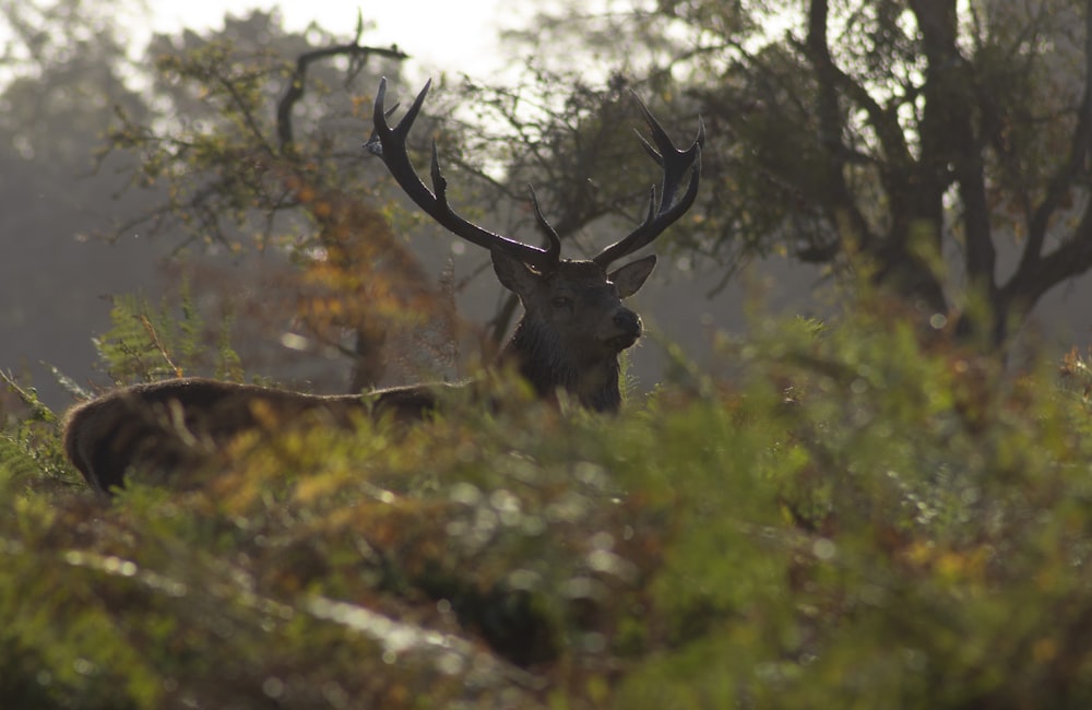 brown deer during daytime