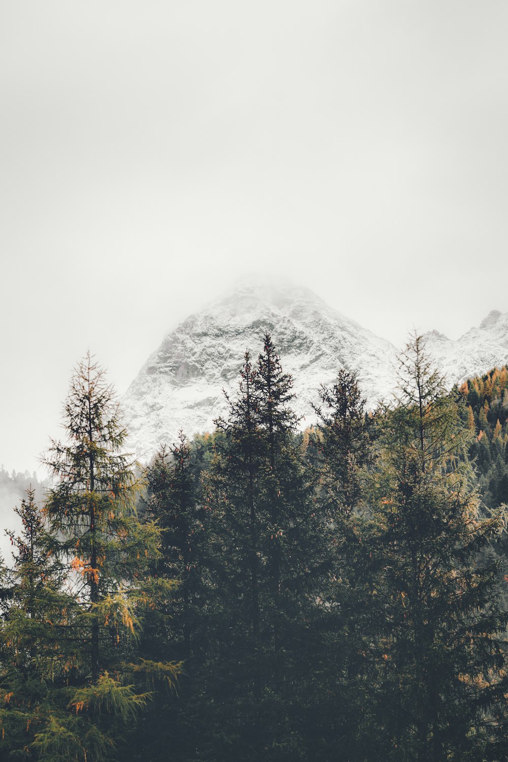 green leafed trees