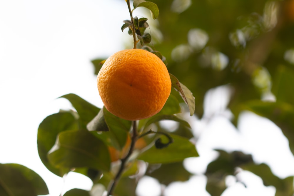 식물에 매달려 있는 오렌지 과일