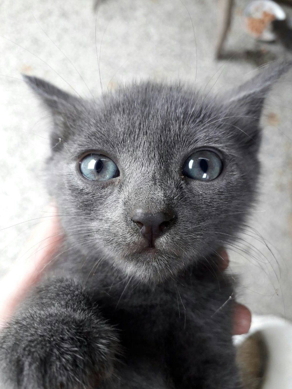 person carrying kitten