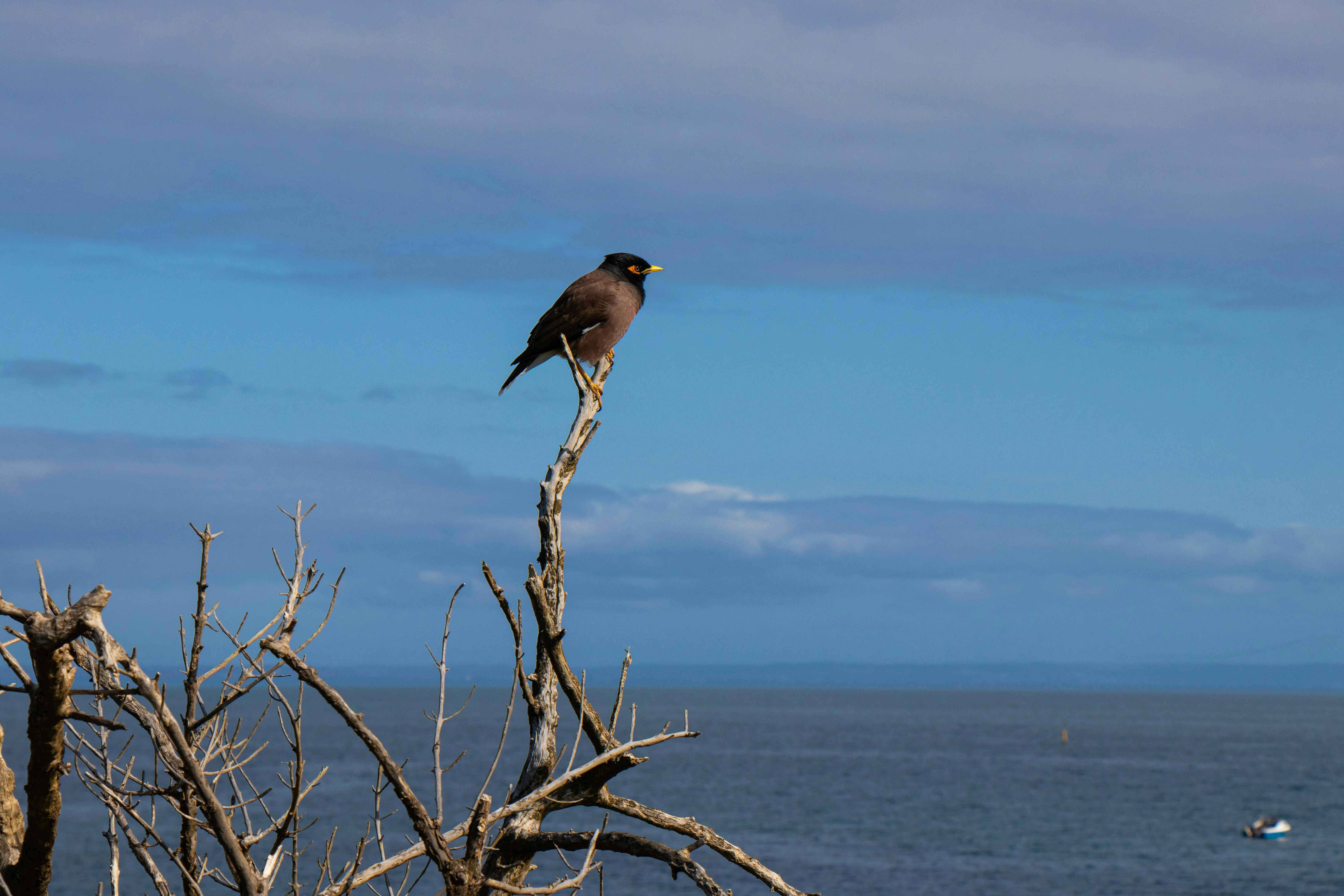 brown bird perched on branch