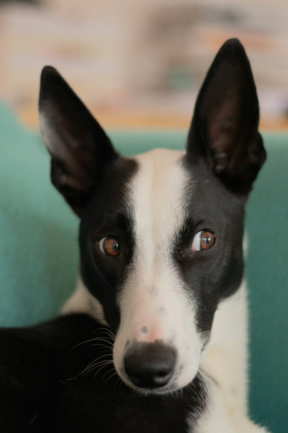 Faccia di cane