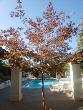 A tree with reddish leaves stands in front of a swimming pool surrounded by a patio area. White chairs and a table are arranged near the pool under the shade of the tree. Columns and greenery are visible in the background under a clear blue sky.
