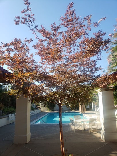 A tree with reddish leaves stands in front of a swimming pool surrounded by a patio area. White chairs and a table are arranged near the pool under the shade of the tree. Columns and greenery are visible in the background under a clear blue sky.
