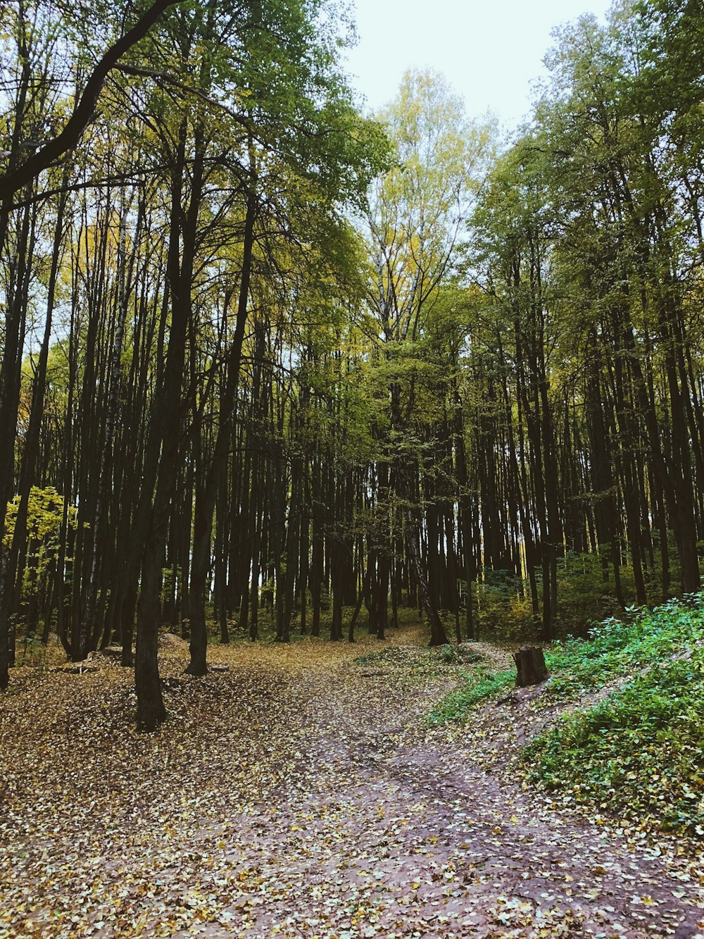 trees during day