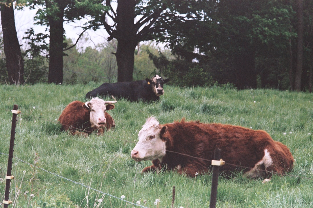 three brown and black cattles on grass field beside trees