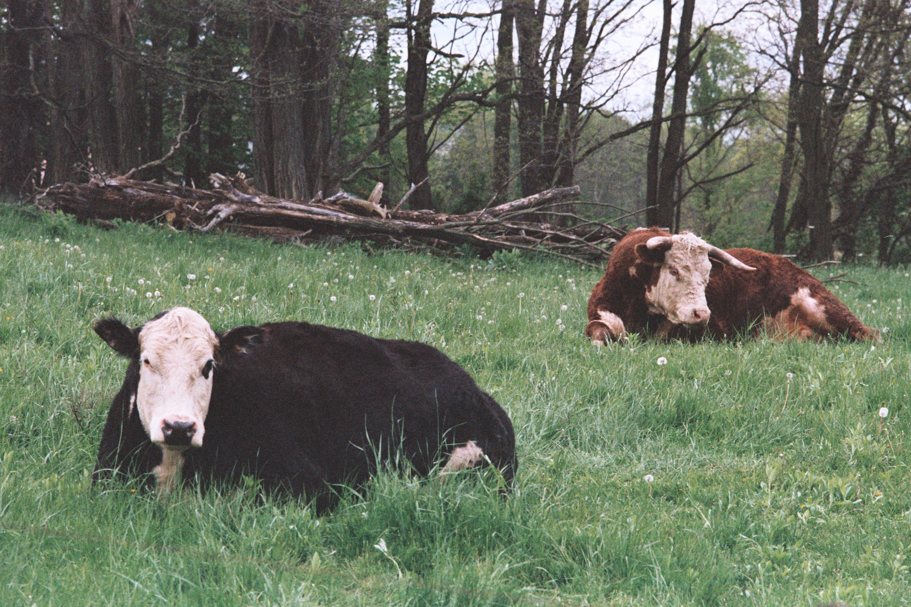 two black and brown cows surrounded by withered trees