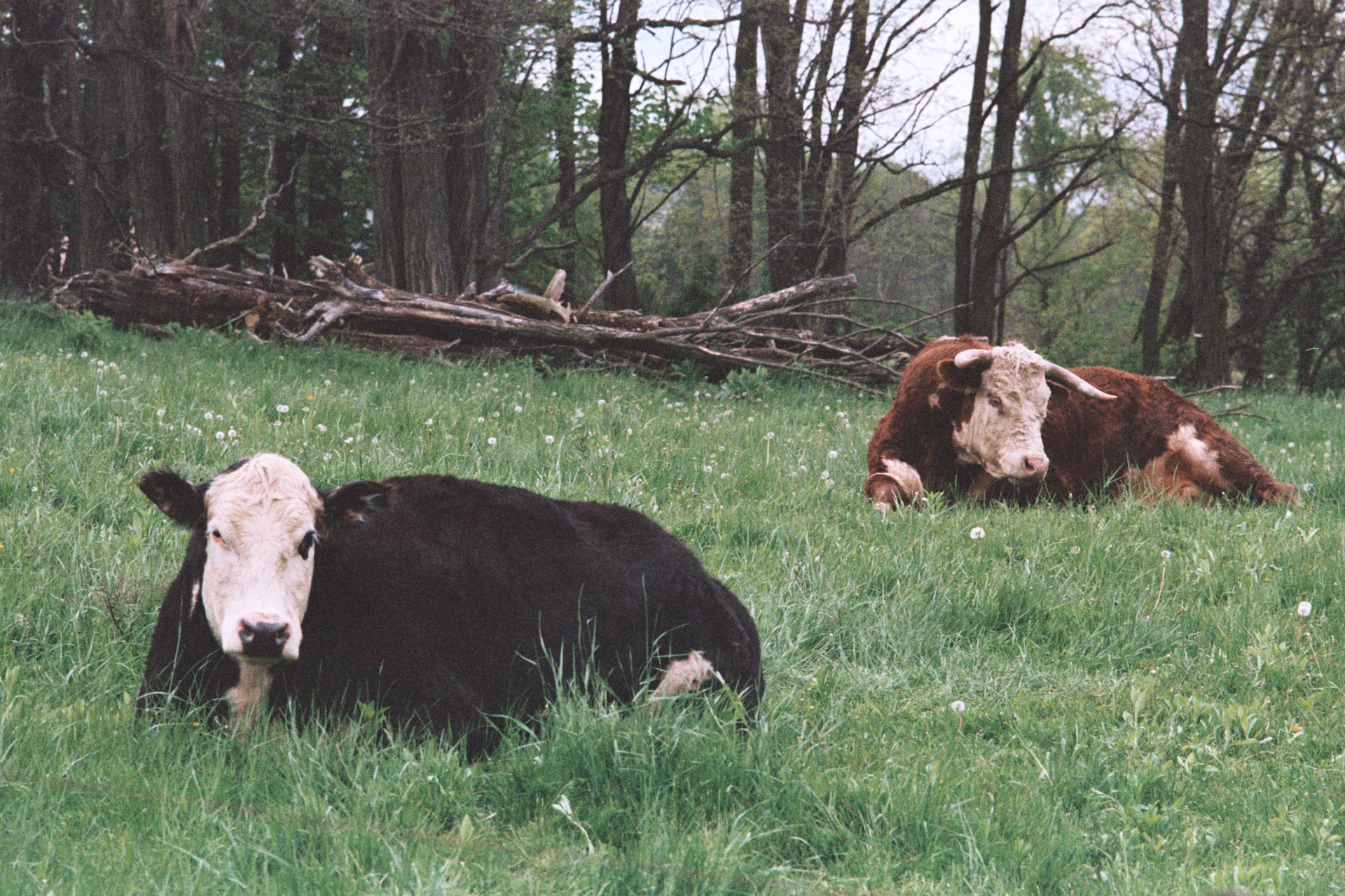 two black and brown cows surrounded by withered trees