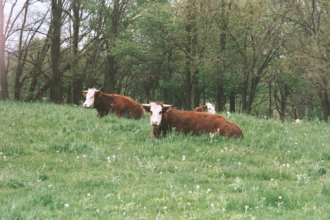 three brown cows surrounded by trees