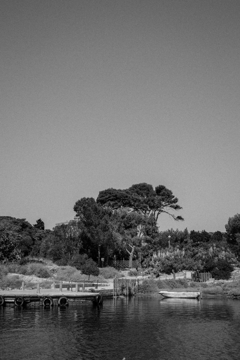 grayscale photography of trees near body of ater