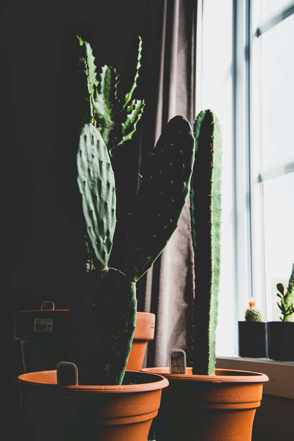 Planta de cactus en maceta marrón