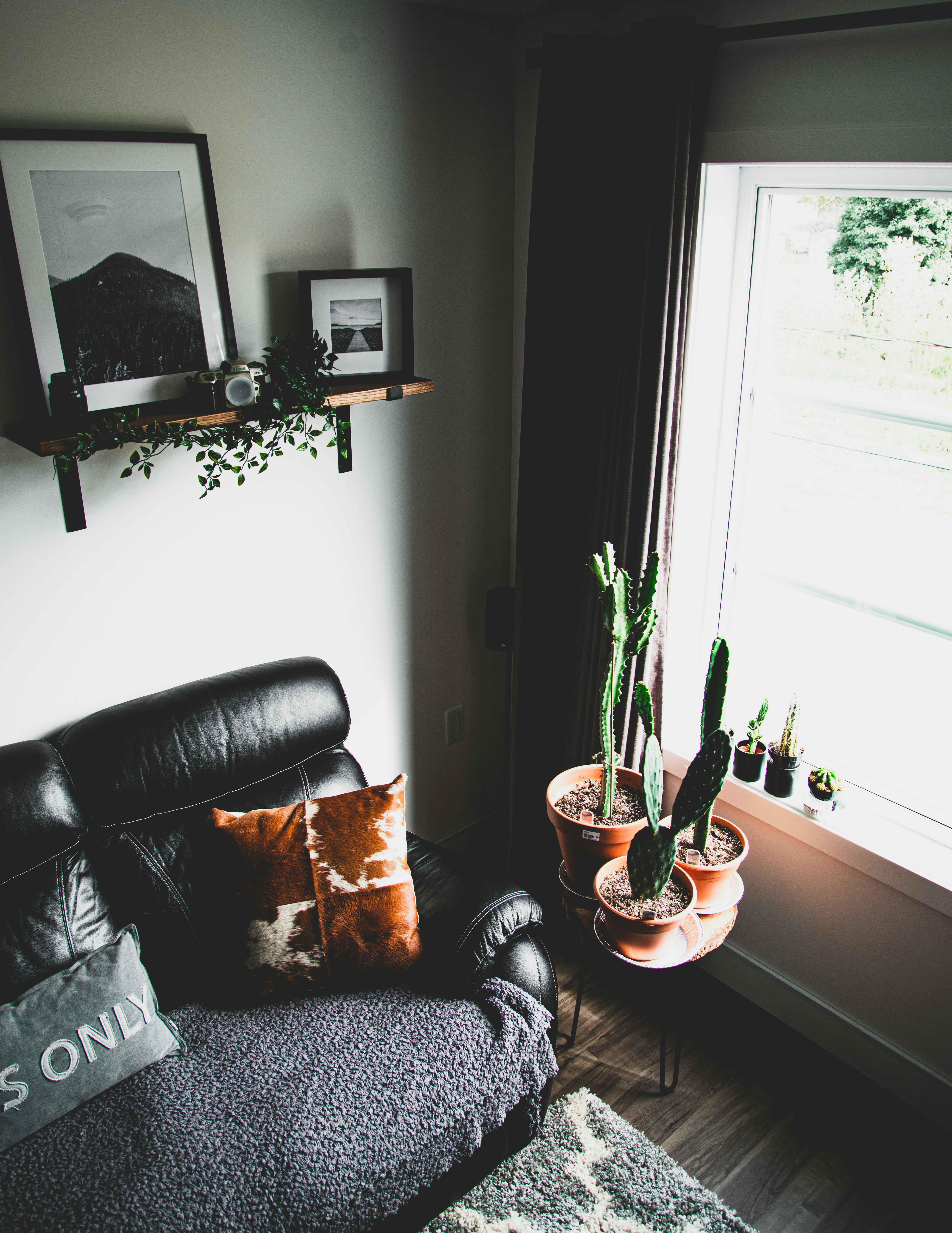 braunes Kissen auf schwarzem Sofa neben grünen Kakteenpflanzen