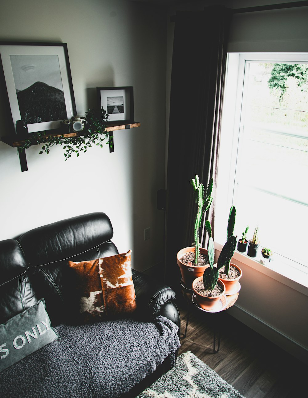 braunes Kissen auf schwarzem Sofa neben grünen Kakteenpflanzen
