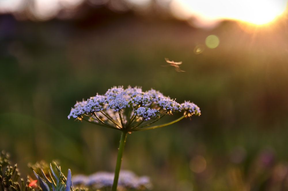 white flowers during day