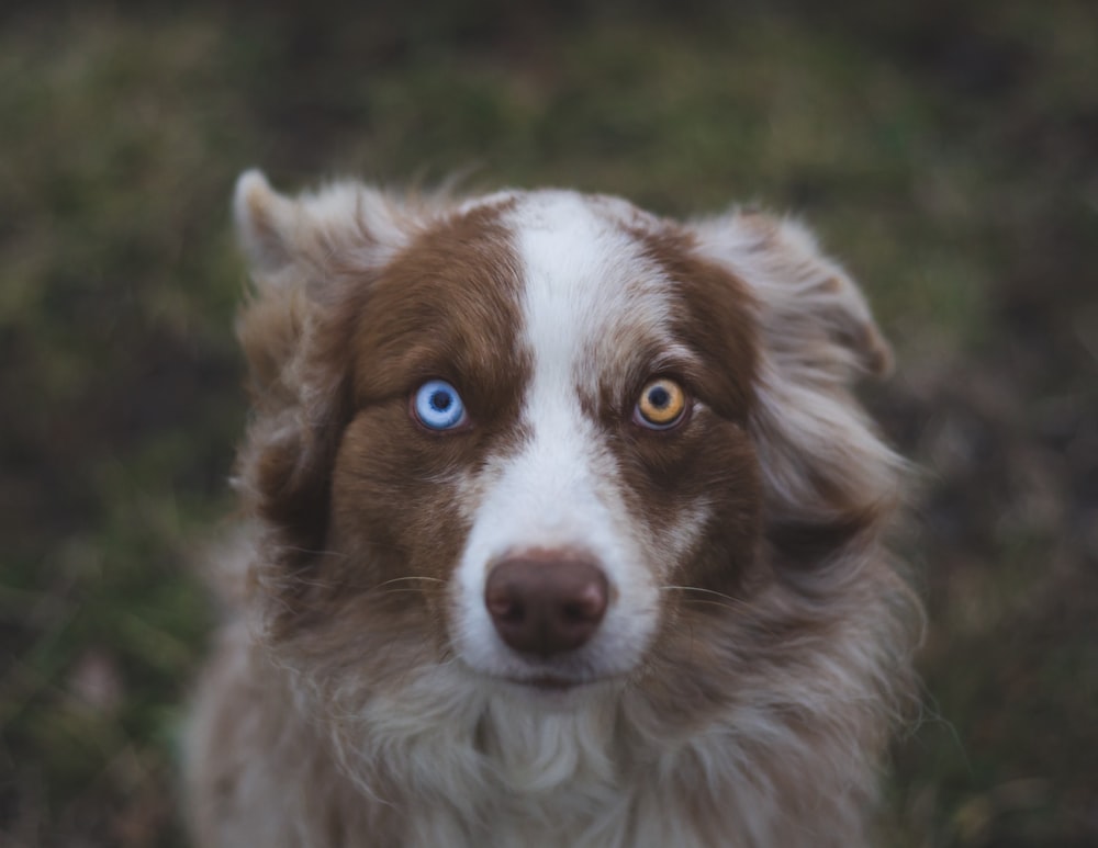 白と茶色の犬