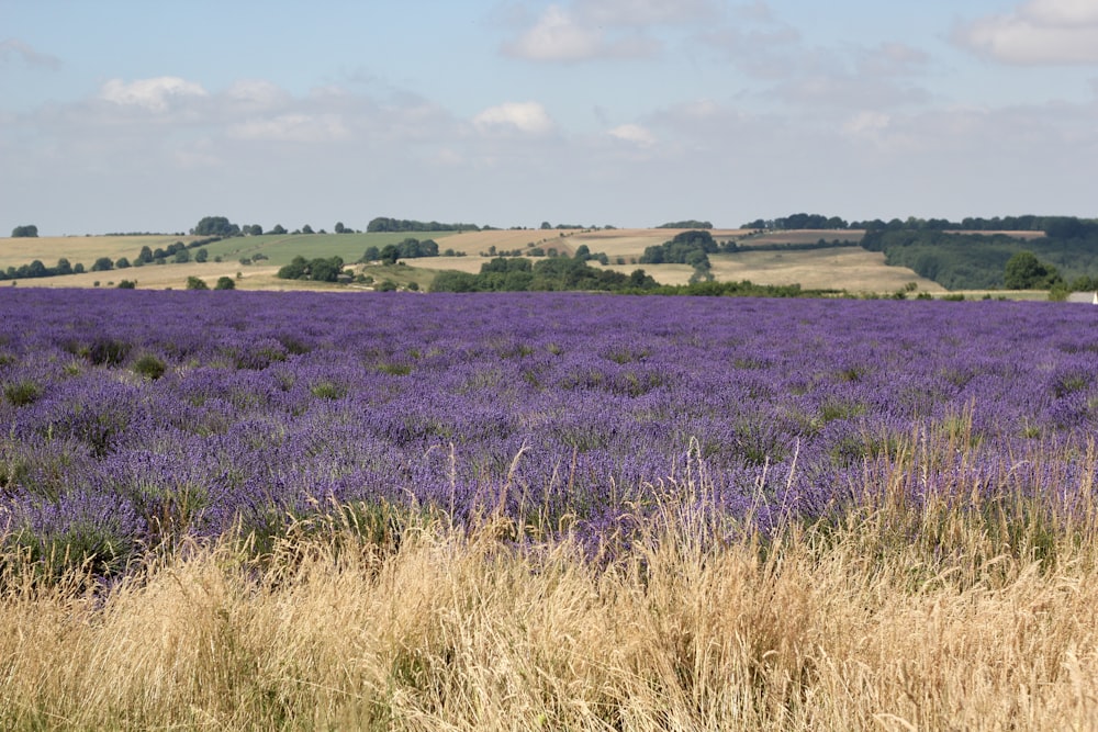 purple flower field during daytime