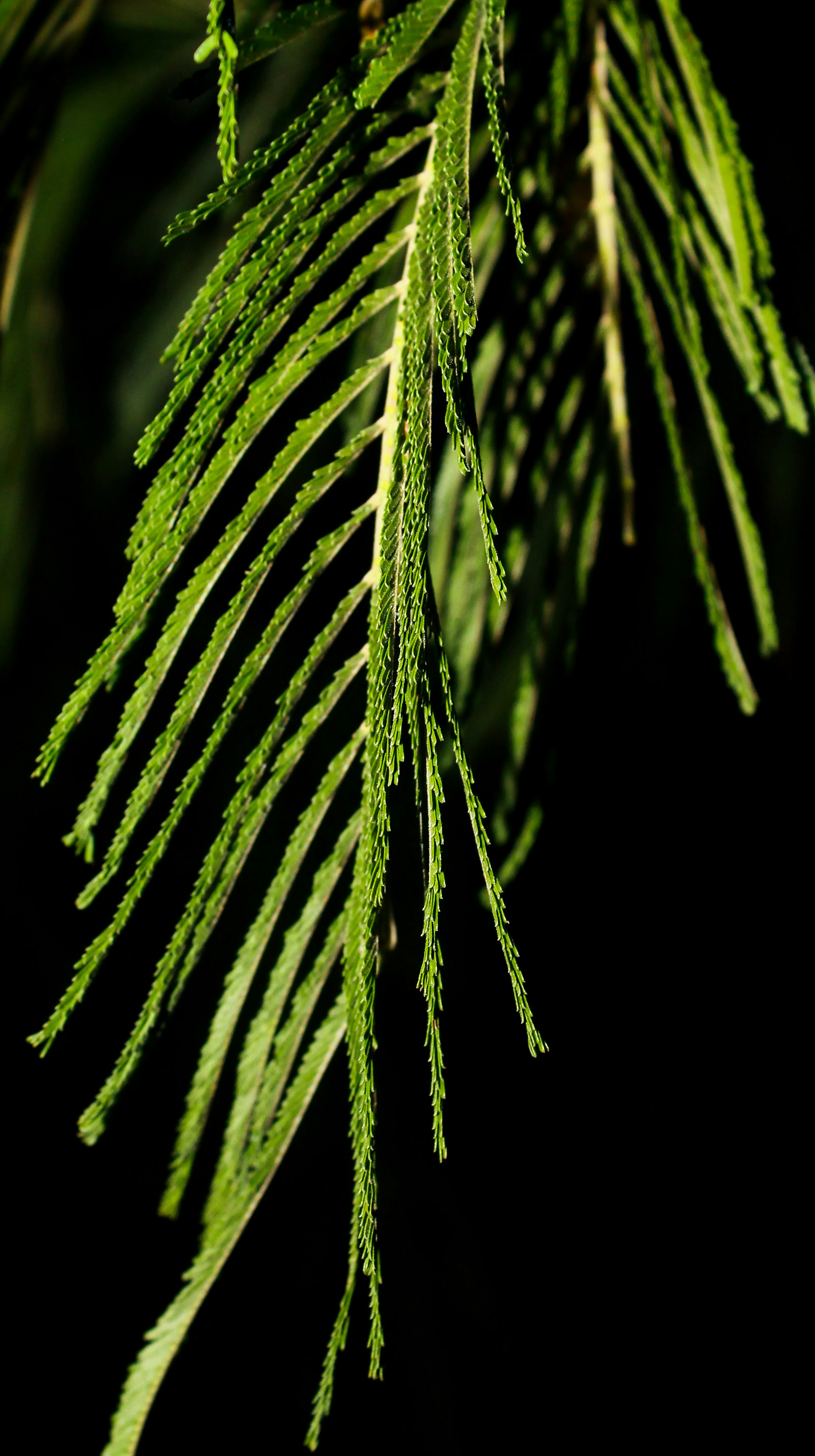 View my project at: https://www.behance.net/gallery/114728655/Nature-Portraits