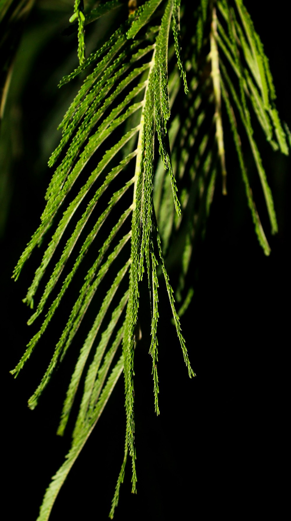 macro photography of green leaves