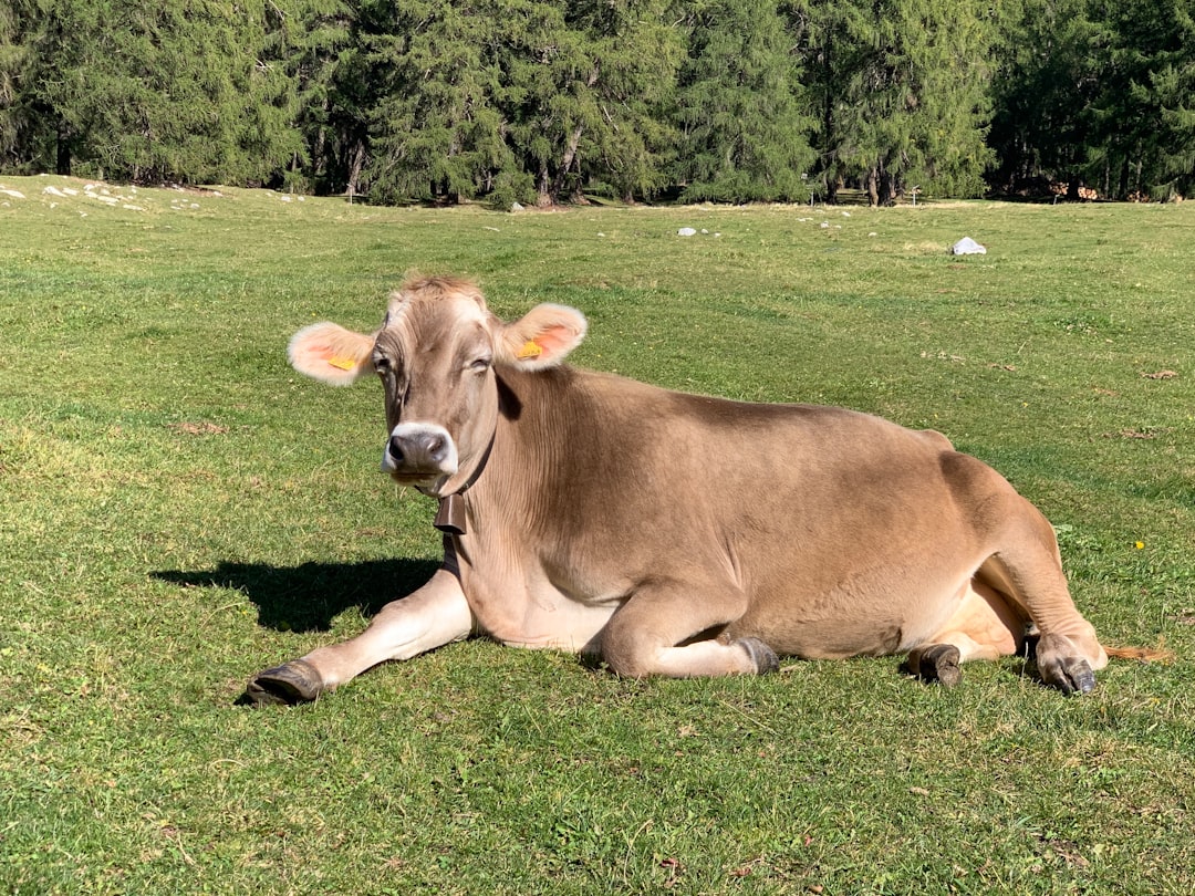 brown cattle in green field during daytime