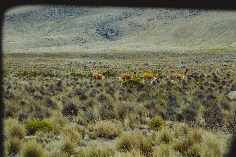 a herd of animals walking across a dry grass covered field