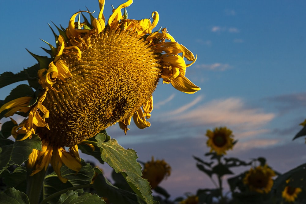 yellow sunflower during daytime