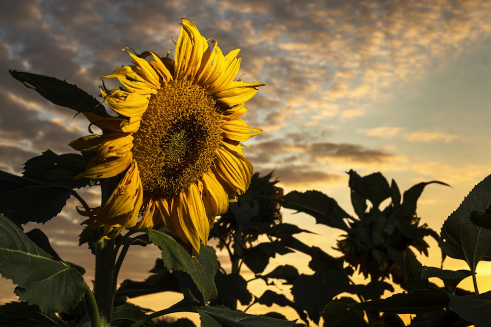 photographie de tournesol