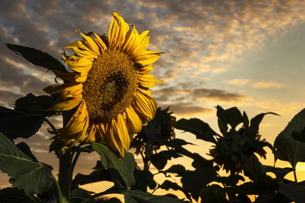 sunflower photograph