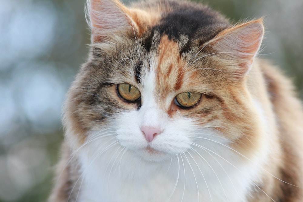 orange tabby cat