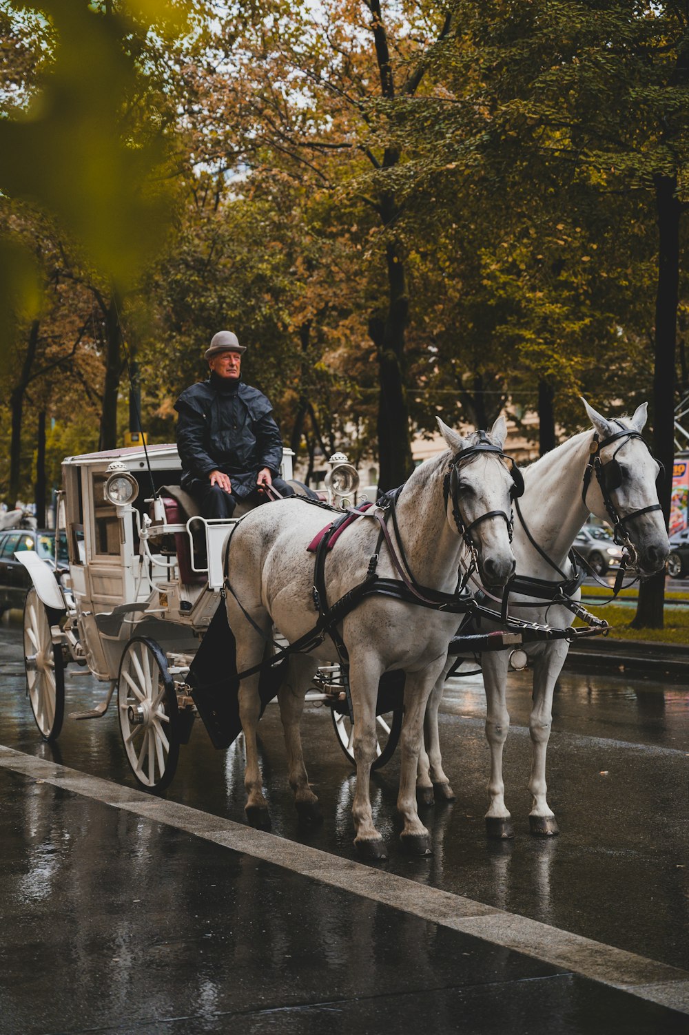 man driving carriage