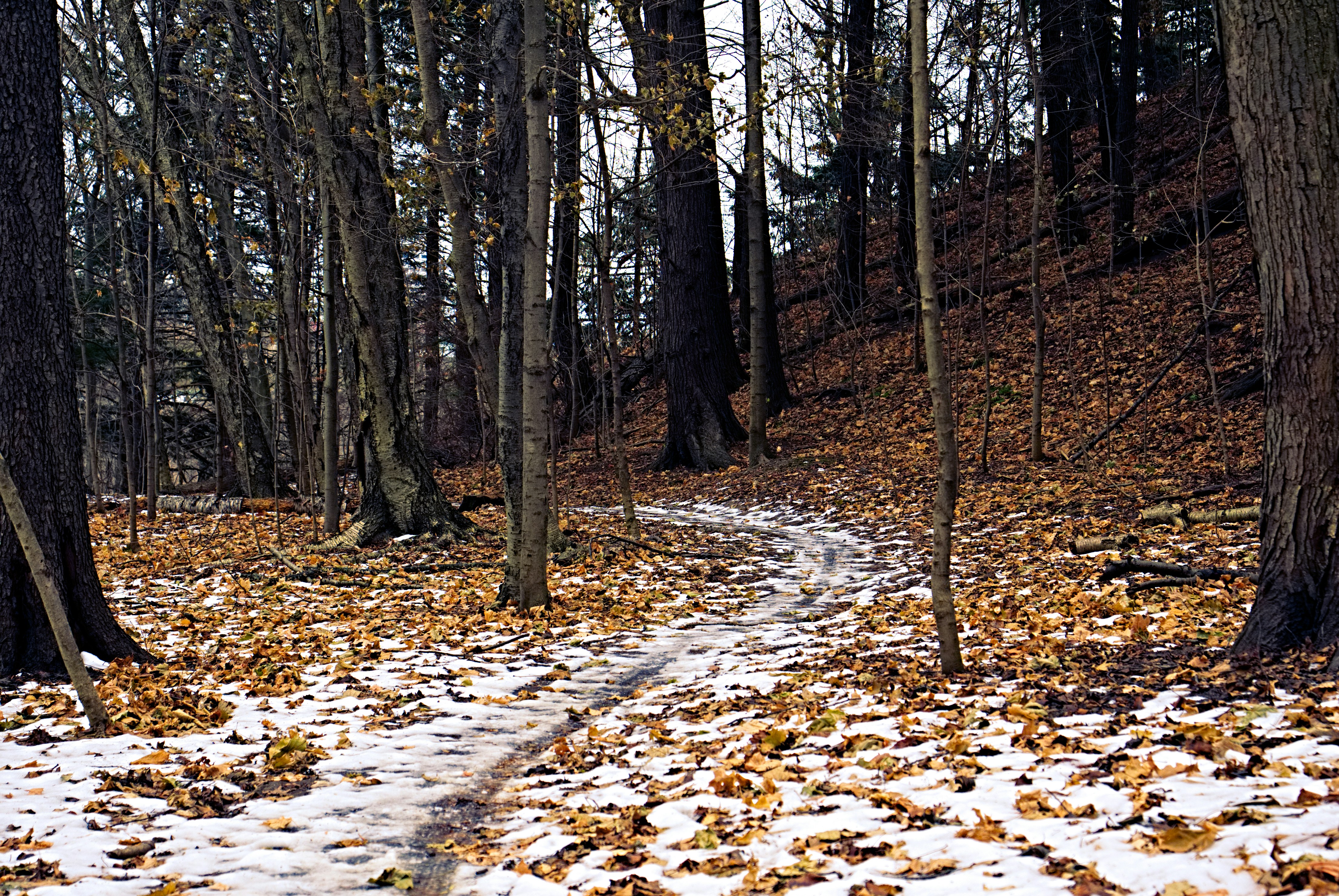brown leaves on ground in forest during daytime