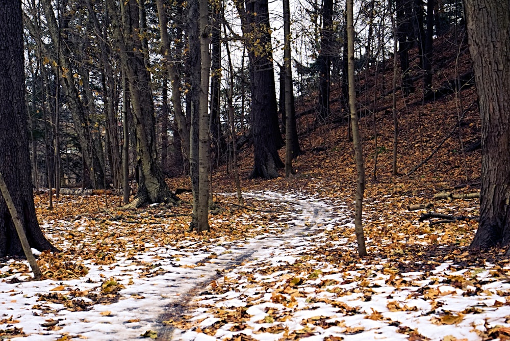 brown leaves on ground in forest during daytime