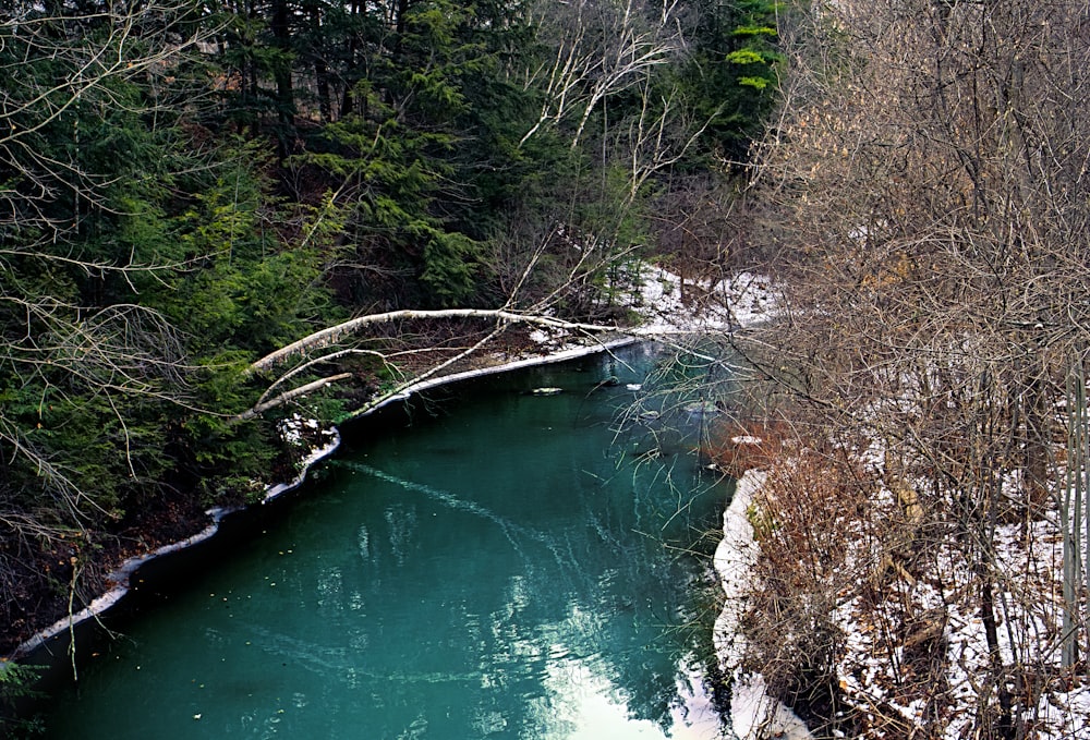 trees beside body of water during daytime