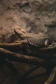 A reptile, likely a bearded dragon, rests on intertwined branches against a rocky backdrop. Its scales are textured and display a range of brown hues, blending with the earthy setting. The ambient light casts soft shadows, emphasizing the lizard's rugged and natural environment.