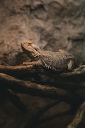 A reptile, likely a bearded dragon, rests on intertwined branches against a rocky backdrop. Its scales are textured and display a range of brown hues, blending with the earthy setting. The ambient light casts soft shadows, emphasizing the lizard's rugged and natural environment.