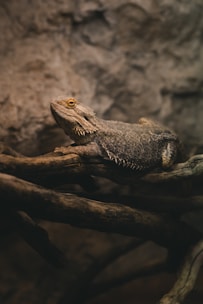 A reptile, likely a bearded dragon, rests on intertwined branches against a rocky backdrop. Its scales are textured and display a range of brown hues, blending with the earthy setting. The ambient light casts soft shadows, emphasizing the lizard's rugged and natural environment.