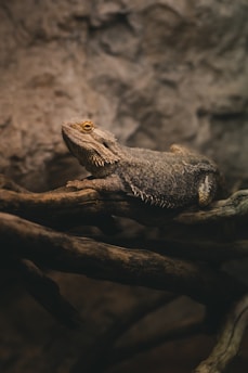 A reptile, likely a bearded dragon, rests on intertwined branches against a rocky backdrop. Its scales are textured and display a range of brown hues, blending with the earthy setting. The ambient light casts soft shadows, emphasizing the lizard's rugged and natural environment.