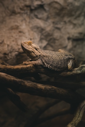 A reptile, likely a bearded dragon, rests on intertwined branches against a rocky backdrop. Its scales are textured and display a range of brown hues, blending with the earthy setting. The ambient light casts soft shadows, emphasizing the lizard's rugged and natural environment.