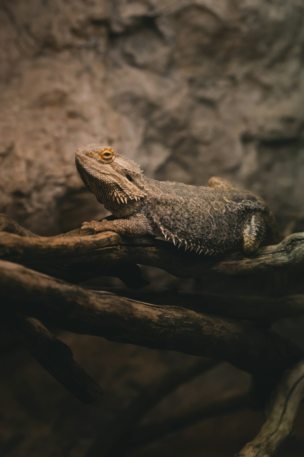 gray lizard on brown tree