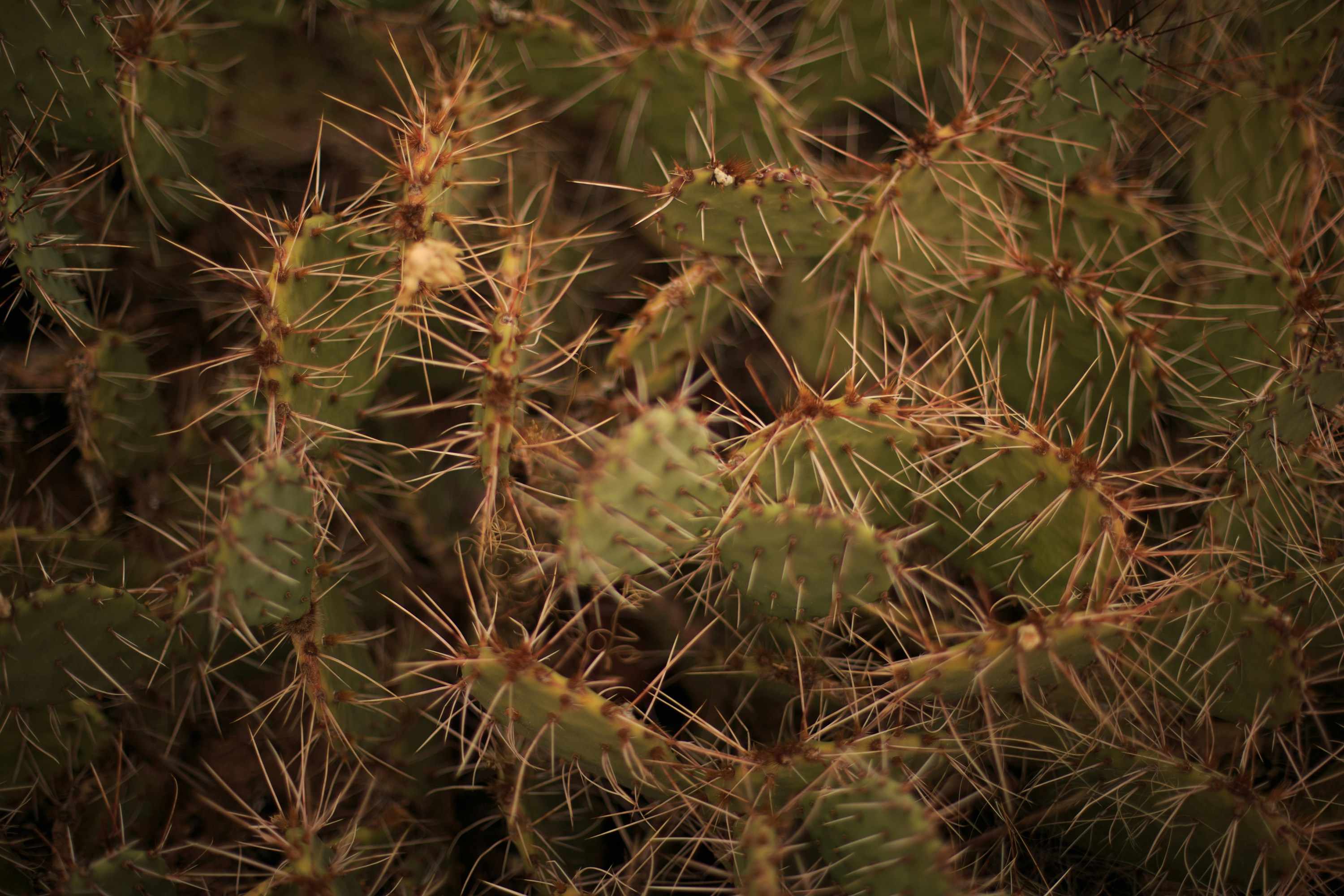 Photo by oneapparatus