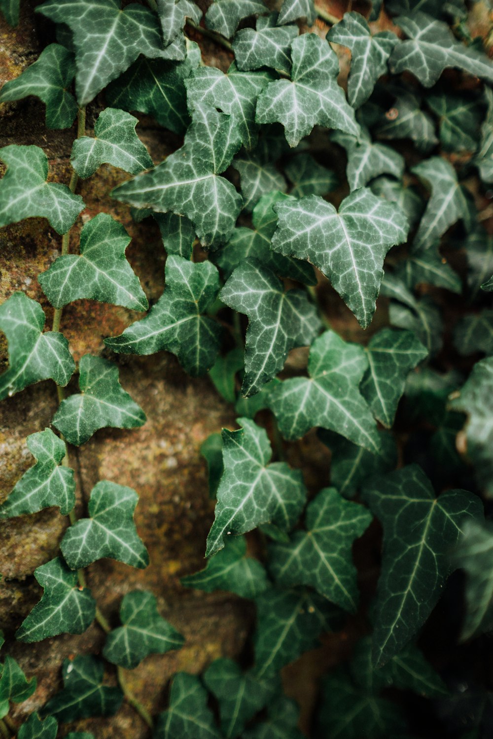 green leafed plants