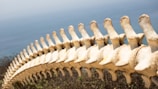 A large, yellowed vertebral column stretches across the image, contrasting against a blurred, light blue ocean background. The bone structure is prominently detailed, with each vertebra clearly visible, highlighting the natural curves and structures.