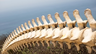 A large, yellowed vertebral column stretches across the image, contrasting against a blurred, light blue ocean background. The bone structure is prominently detailed, with each vertebra clearly visible, highlighting the natural curves and structures.