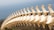 A large, yellowed vertebral column stretches across the image, contrasting against a blurred, light blue ocean background. The bone structure is prominently detailed, with each vertebra clearly visible, highlighting the natural curves and structures.
